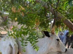 Police nab cattles hustlers, thieves and drug dealers in Jigawa.