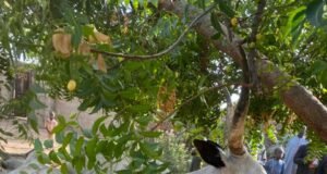 Police nab cattles hustlers, thieves and drug dealers in Jigawa.