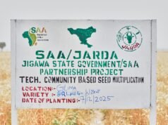SAA, Jigawa Showcase Climate-Smart Wheat Technologies at Farmers’ Field Day