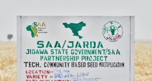 SAA, Jigawa Showcase Climate-Smart Wheat Technologies at Farmers’ Field Day